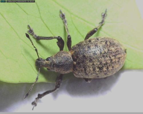 Réf. 340 045 : Liophloeus tessulatus